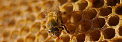 Image-2-abeille